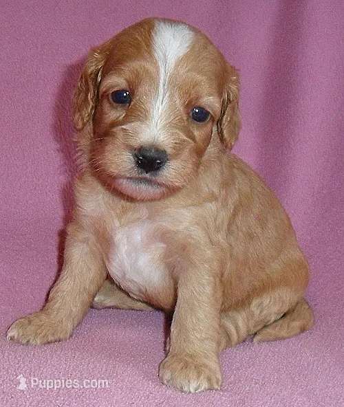 Molly – Cockapoo puppy for sale in Butler, OH