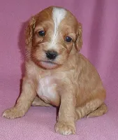 Molly, a female Cockapoo for sale in Butler, OH – 1 of 7