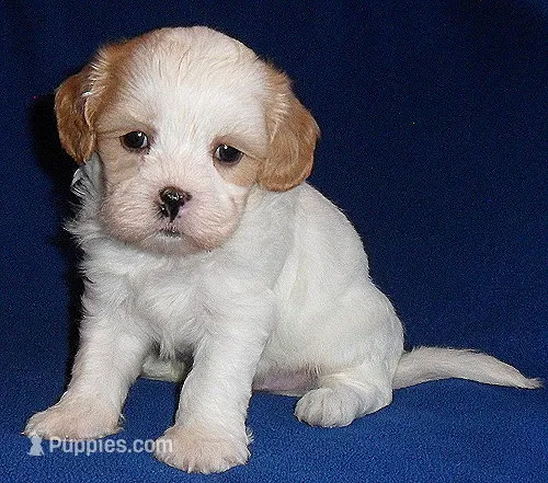 Ripley – Shihpoo puppy for sale in Butler, OH