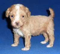 Peanut, a male Poodle - Miniature  for sale in Butler, OH – 2 of 4