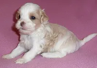 Pumpkin, a female Shihpoo for sale in Butler, OH – 9 of 10