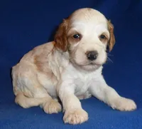 Ollie, a male Cockapoo for sale in Butler, OH – 2 of 6