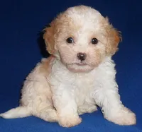 Milo, a male Shihpoo for sale in Butler, OH – 8 of 9