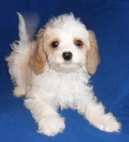 Darby, a male Cockapoo for sale in Butler, OH – Photo 2 of 9