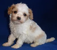 Darby, a male Cockapoo for sale in Butler, OH – Photo 4 of 9