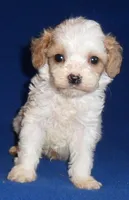 Darby, a male Cockapoo for sale in Butler, OH – Photo 7 of 9