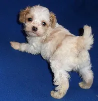 Darby, a male Cockapoo for sale in Butler, OH – Photo 5 of 9