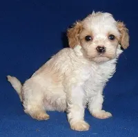 Darby, a male Cockapoo for sale in Butler, OH – Photo 2 of 9