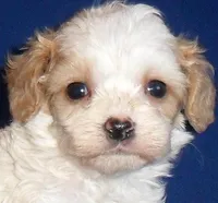 Darby, a male Cockapoo for sale in Butler, OH – Photo 6 of 9