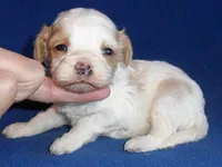 Darby, a male Cockapoo for sale in Butler, OH – Photo 2 of 7