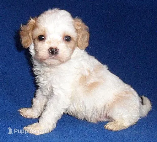 Darby – Cockapoo puppy for sale in Butler, OH