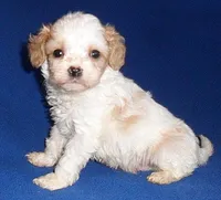 Darby, a male Cockapoo for sale in Butler, OH – Photo 1 of 9