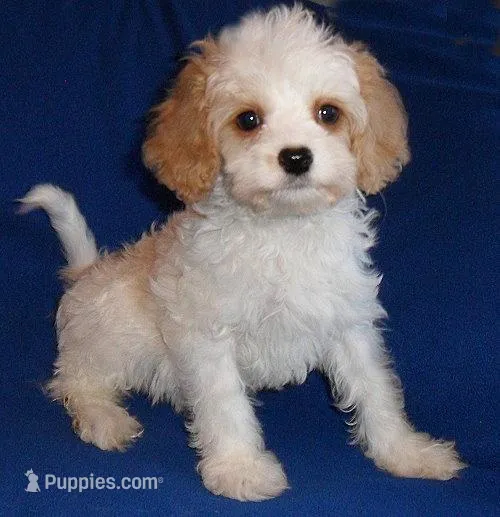 Darby – Cockapoo puppy for sale in Butler, OH