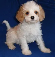 Darby, a male Cockapoo for sale in Butler, OH – Photo 1 of 9