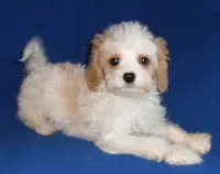 Darby, a male Cockapoo for sale in Butler, OH – Photo 8 of 9
