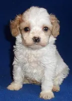 Darby, a male Cockapoo for sale in Butler, OH – Photo 9 of 9