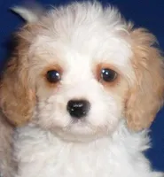 Darby, a male Cockapoo for sale in Butler, OH – Photo 3 of 9