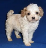 Darby, a male Cockapoo for sale in Butler, OH – Photo 8 of 9