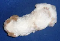 Darby, a male Cockapoo for sale in Butler, OH – Photo 7 of 7