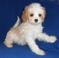 Darby, a male Cockapoo for sale in Butler, OH – Photo 6 of 9