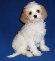 Darby, a male Cockapoo for sale in Butler, OH – Photo 4 of 9