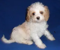 Darby, a male Cockapoo for sale in Butler, OH – Photo 9 of 9
