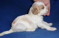 Darby, a male Cockapoo for sale in Butler, OH – Photo 6 of 7