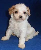Darby, a male Cockapoo for sale in Butler, OH – Photo 3 of 9