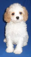Darby, a male Cockapoo for sale in Butler, OH – Photo 7 of 9