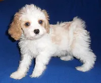 Darby, a male Cockapoo for sale in Butler, OH – Photo 5 of 9