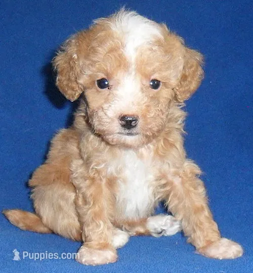 Peanut – Poodle - Miniature  puppy for sale in Butler, OH