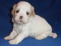 Ripley, a male Shihpoo for sale in Butler, OH – 2 of 9