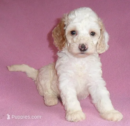 Holly – Cockapoo puppy for sale in Butler, OH