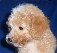 Peanut, a male Poodle - Miniature  for sale in Butler, OH – 5 of 9