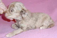 Winne, a female Shihpoo for sale in Butler, OH – 3 of 8