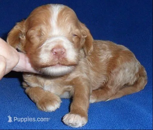 Charlie – Cockapoo puppy for sale in Butler, OH