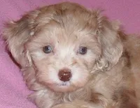 Winnie, a female Shihpoo for sale in Butler, OH – 5 of 6