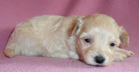 Gidget, a female Shihpoo for sale in Butler, OH – 6 of 6