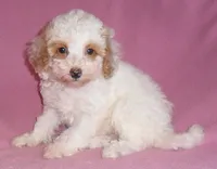 Lola, a female Poodle - Miniature  for sale in Butler, OH – 3 of 6