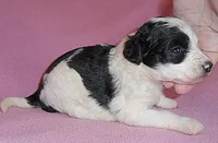Roxie, a female Schnoodle for sale in Butler, OH – 5 of 6