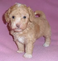 Lilly, a female Poodle - Miniature  for sale in Butler, OH – 4 of 6