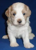 Benji, a male Shihpoo for sale in Butler, OH – 5 of 8
