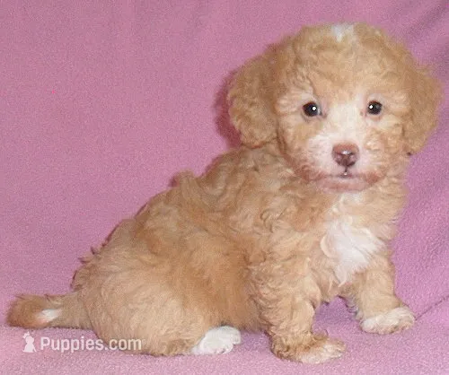 Lilly – Poodle - Miniature  puppy for sale in Butler, OH