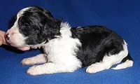 Snoopy, a male Shihpoo for sale in Butler, OH – 6 of 7