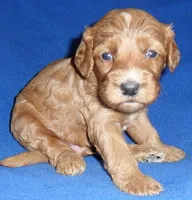 Reggie, a male Cockapoo for sale in Butler, OH – 6 of 9