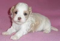 Pumpkin, a female Shihpoo for sale in Butler, OH – 7 of 10