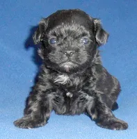 Toby, a male Shihpoo for sale in Butler, OH – 4 of 6