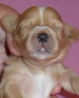 Punkin, a female Shihpoo for sale in Butler, OH – Photo 1 of 5