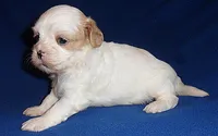 Ripley, a male Shihpoo for sale in Butler, OH – 6 of 9