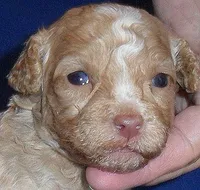 Baxter, a male Shihpoo for sale in Butler, OH – 4 of 8